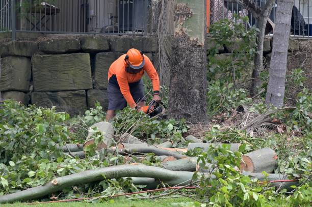 How Our Tree Care Process Works  in  Manteca, CA