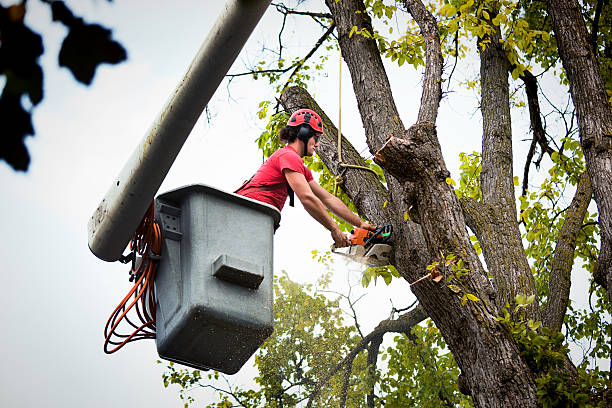 Best Tree Preservation Services  in Mante, CA